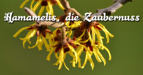 Hamamelis Zaubernuss