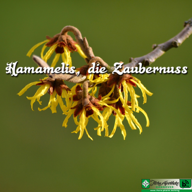 Hamamelis Zaubernuss