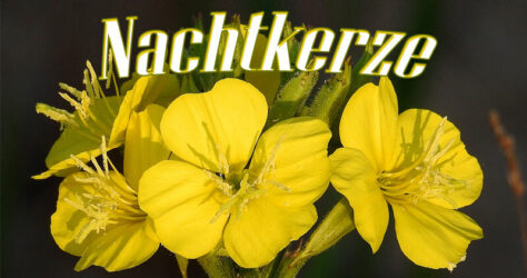 Nachtkerze