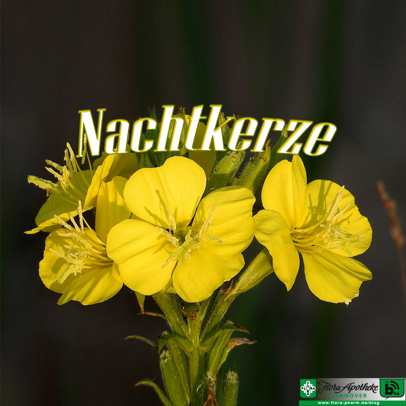 Nachtkerze