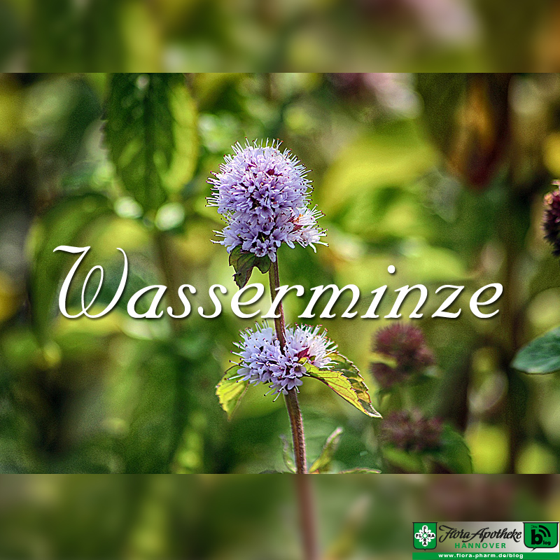 Wasserminze