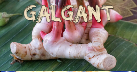 Galgant