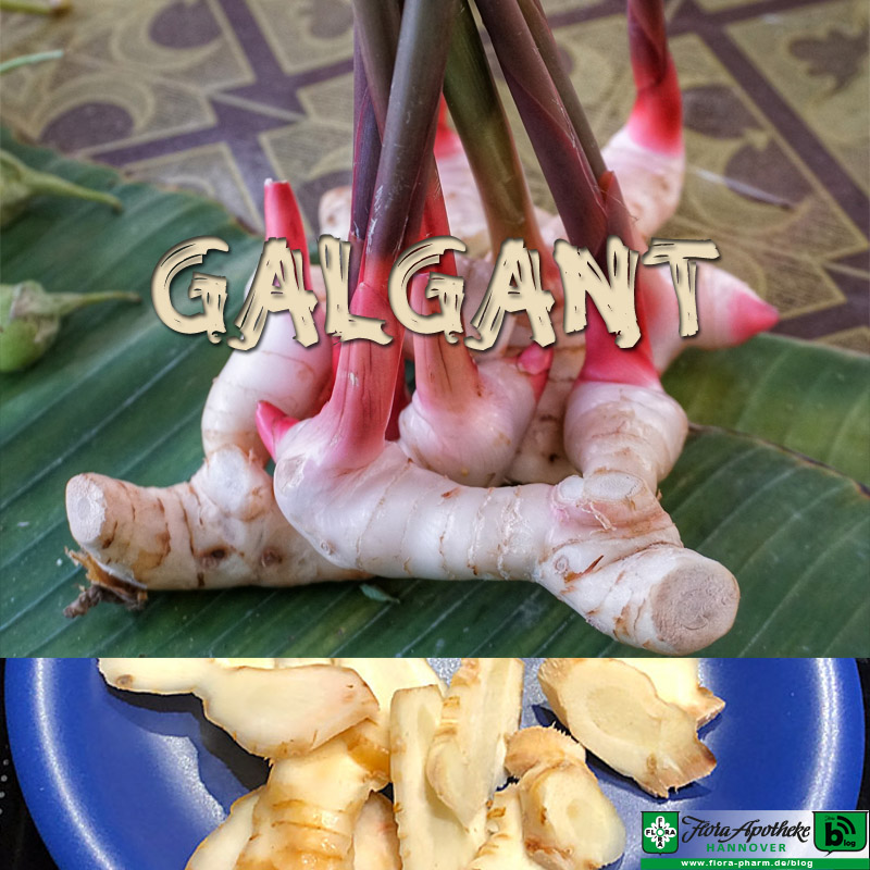 Galgant