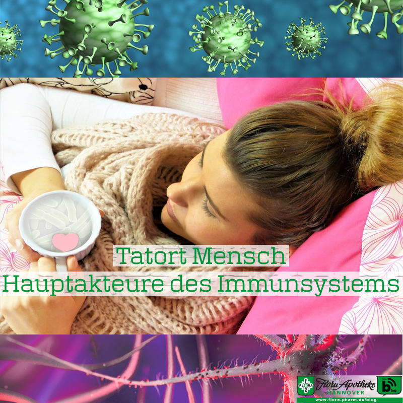 Hauptakteure des Immunsystems