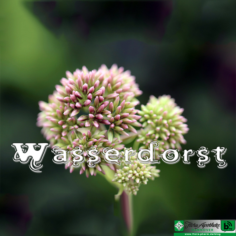 Wasserdorst