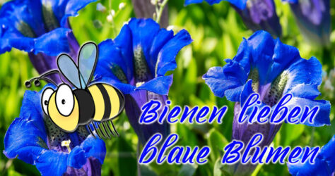 Bienen lieben blaue Blumen