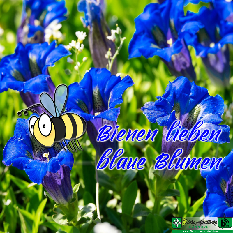 Bienen lieben blaue Blumen