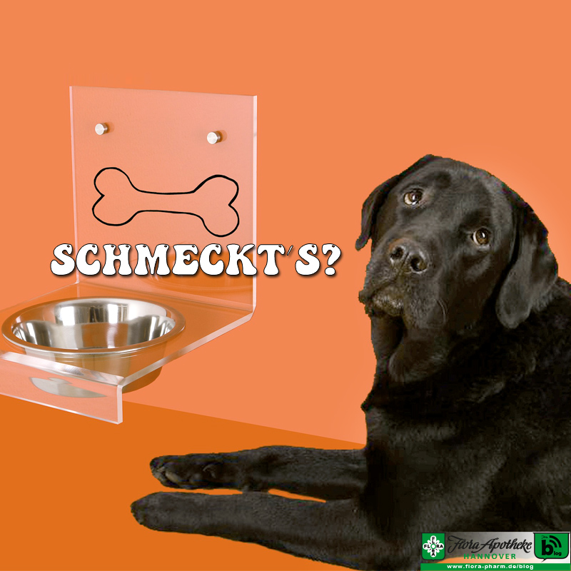 hundeernährung