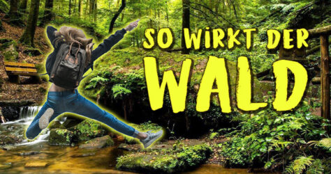 So wirkt der Wald