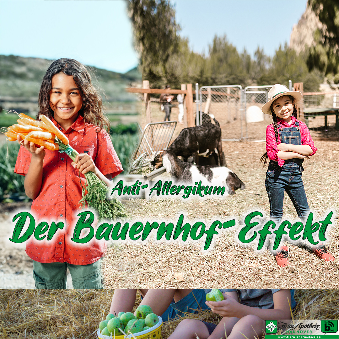 Bauernhof-Effekt als Anti-Allergikum