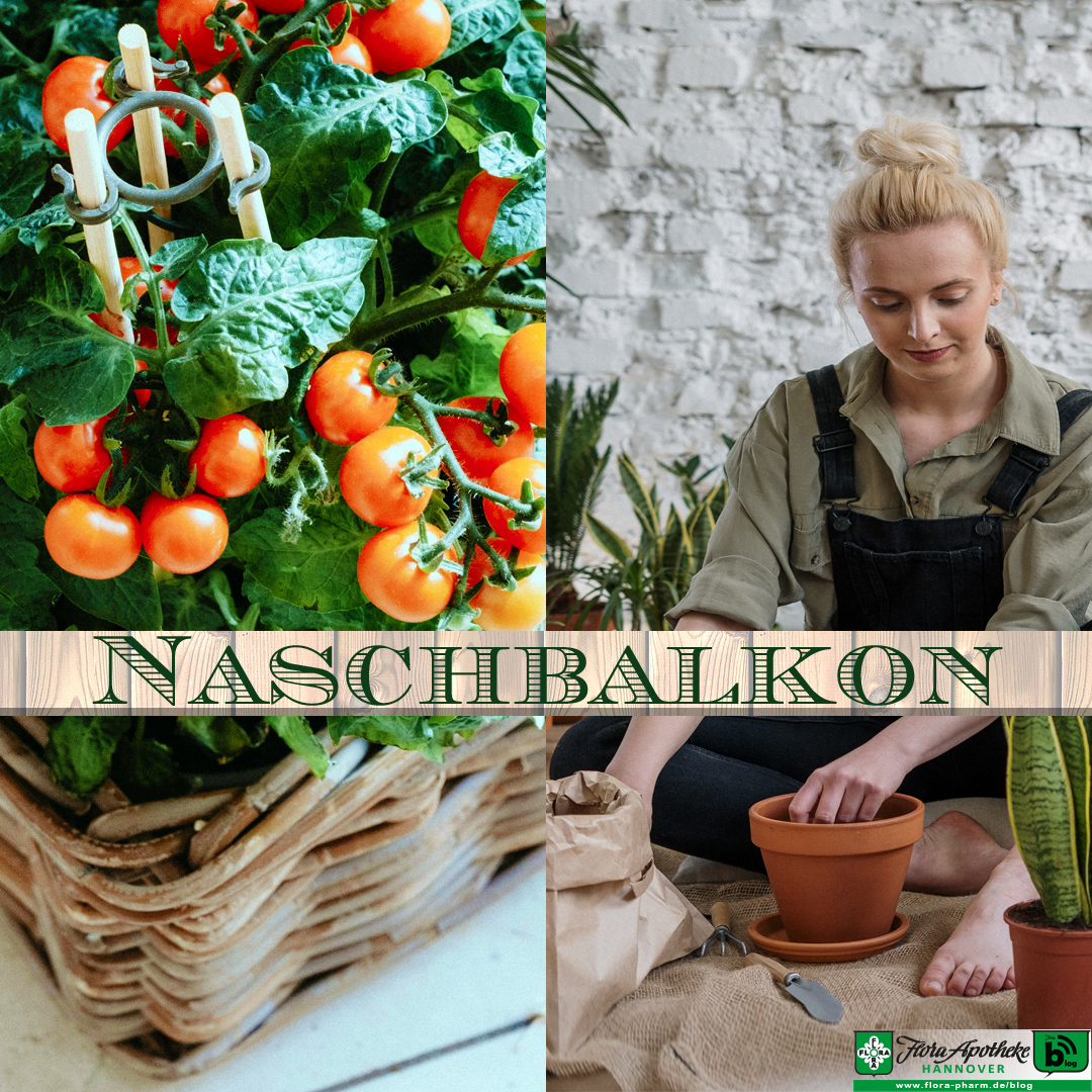 Naschbalkon - Flora Apotheke Hannover