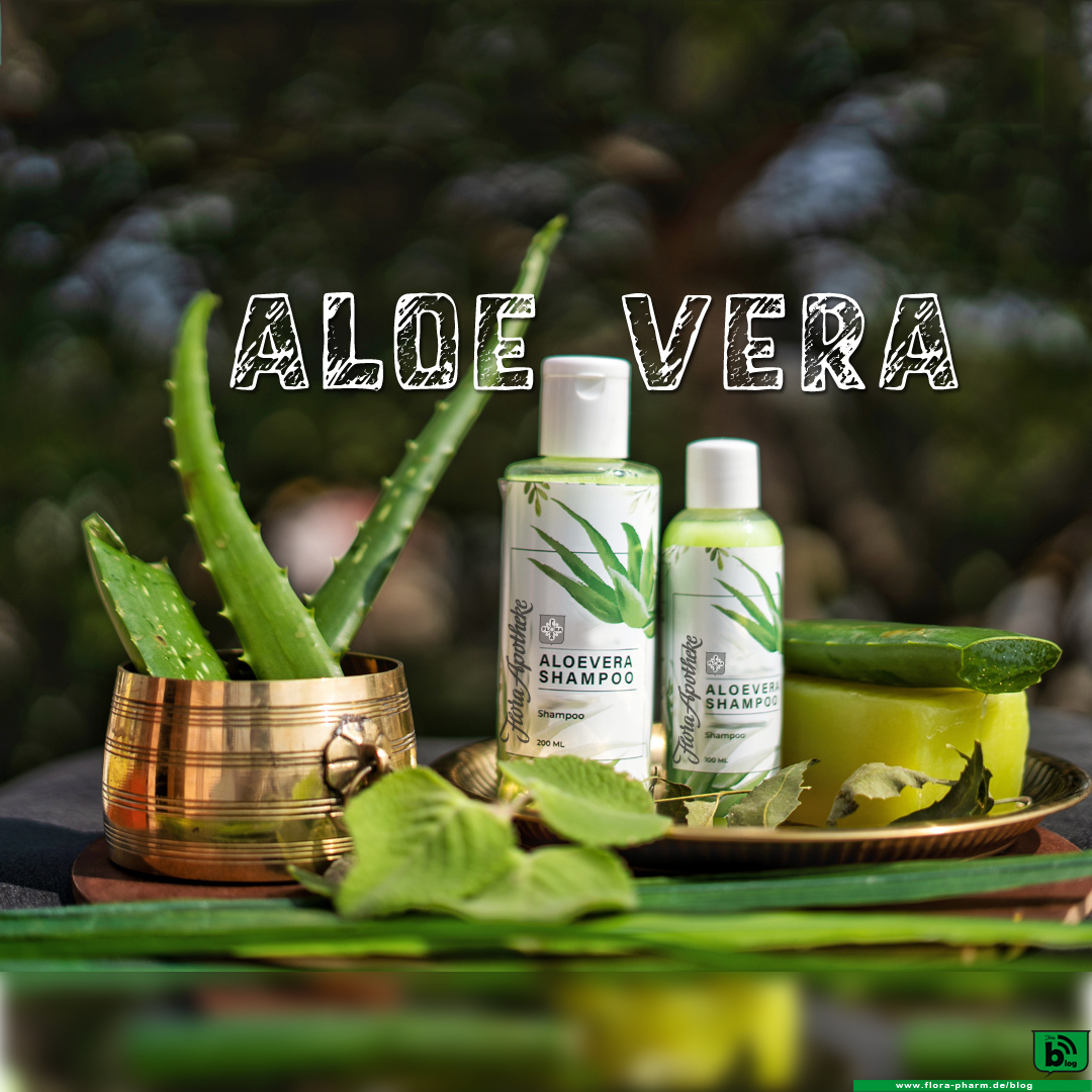 Die Aloe vera