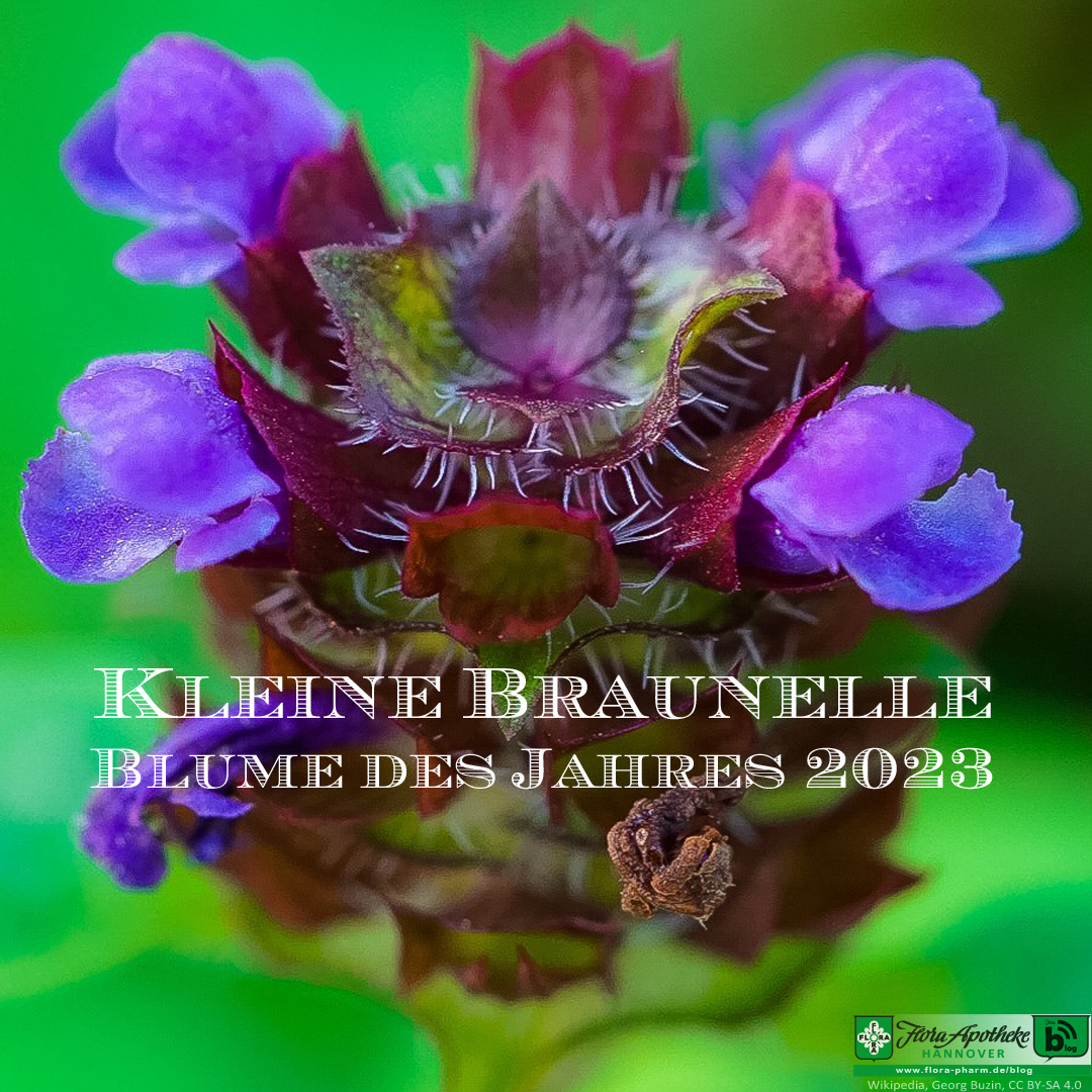 Kleine Braunelle