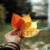 Buntes, nützliches Herbstlaub