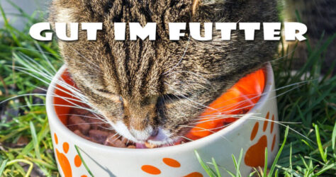 Diät für die Katze