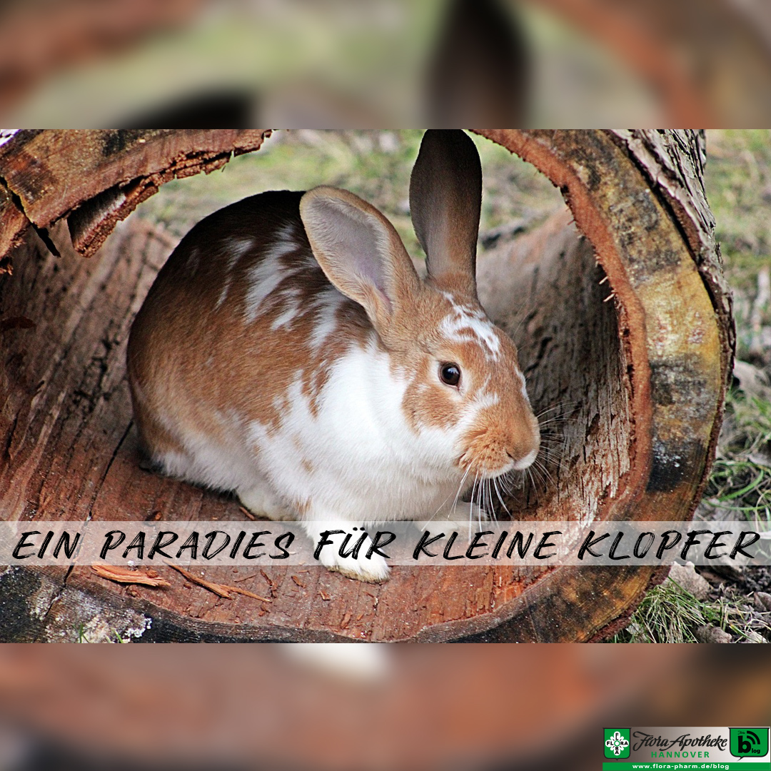 Kaninchen stall richtig planen