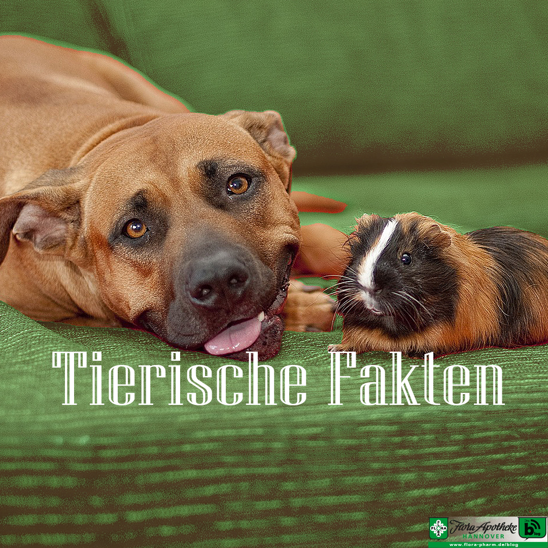 Tierische Fakten