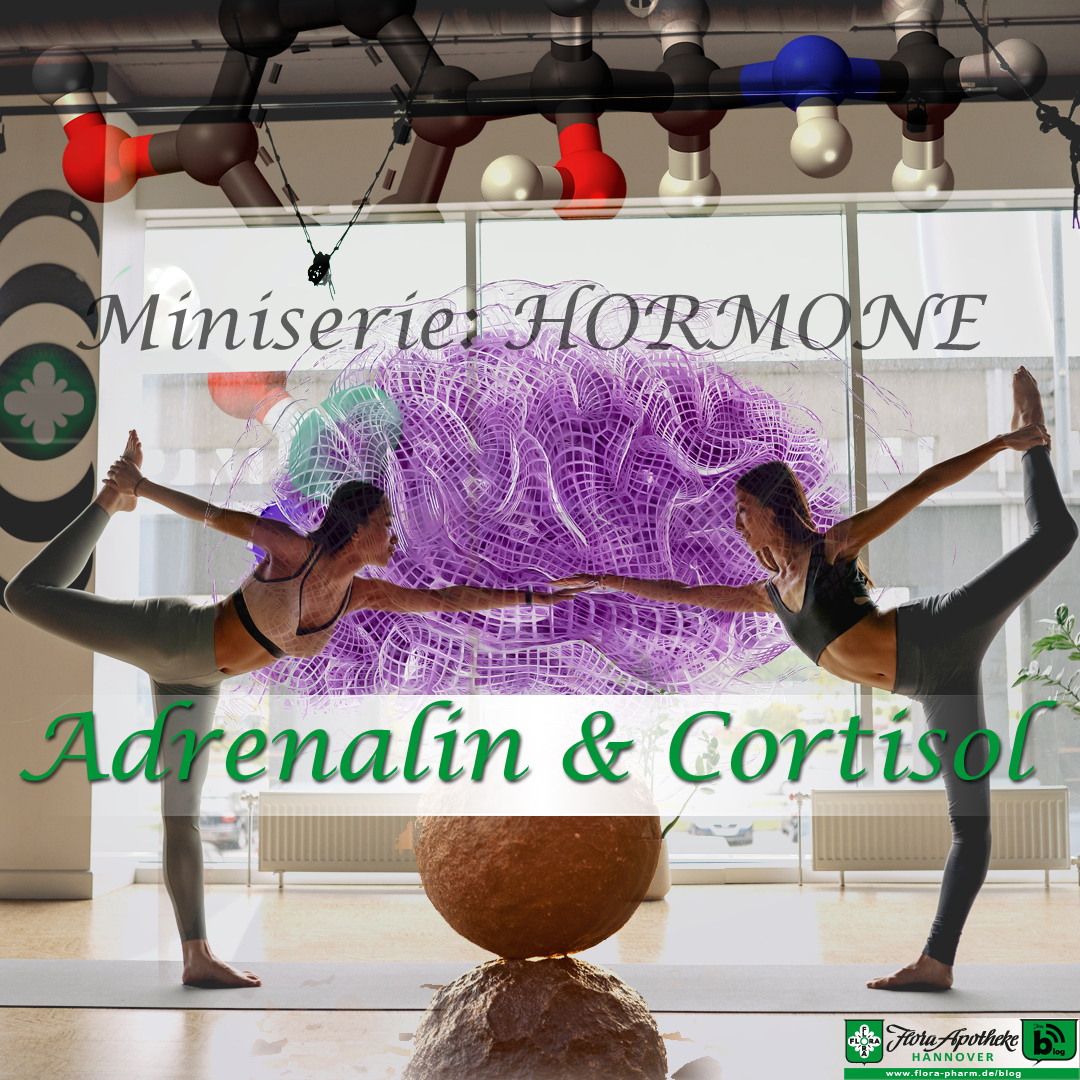 Adrenalin und Cortisol | Aus unserer Miniserie: Hormone