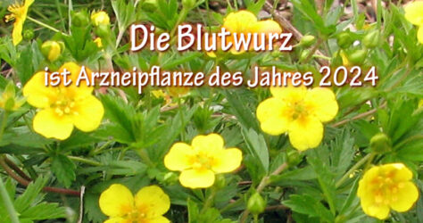 Blutwurz / Potentilla erecta - Arzneipflanze des Jahres 2024