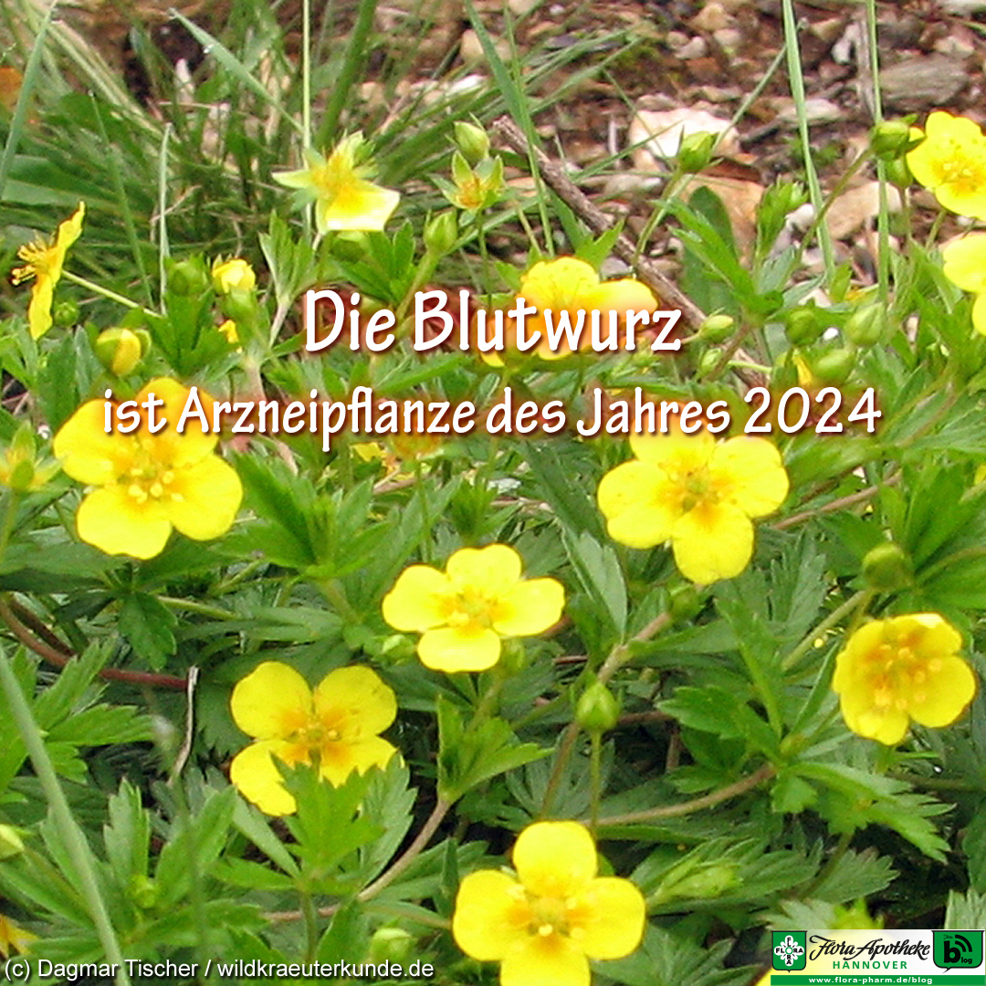 Blutwurz / Potentilla erecta - Arzneipflanze des Jahres 2024