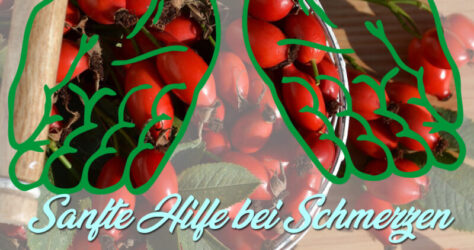 sanfte pflanzenhilfe bei schmerzen Pflanzen gegen Schmerzen, eine sanfte Form der Hilfe. Im Bild sind Hagebutten der Hintergrund, über den transparente Hände gelegt wurden, die helfend mit den Handflächen nach oben ausgestreckt sind