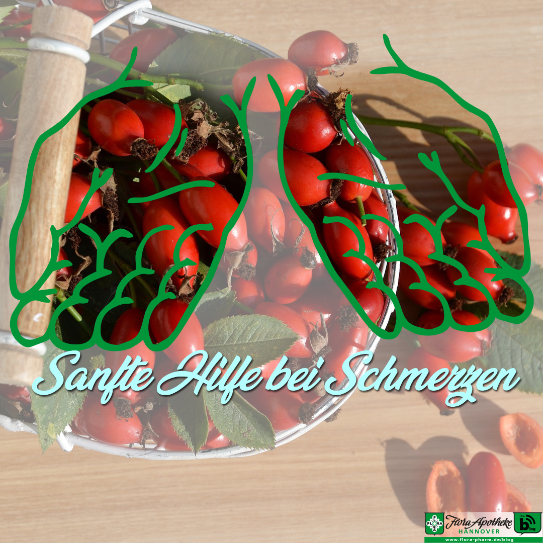 sanfte pflanzenhilfe bei schmerzen Pflanzen gegen Schmerzen, eine sanfte Form der Hilfe. Im Bild sind Hagebutten der Hintergrund, über den transparente Hände gelegt wurden, die helfend mit den Handflächen nach oben ausgestreckt sind