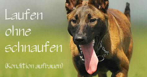 Kondition aufbauen beim Hund. Der über eine grüne Wiese laufende Hund soll 'Laufen ohne Schnaufen' - so der Text im Bild
