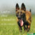 Kondition aufbauen beim Hund. Der über eine grüne Wiese laufende Hund soll 'Laufen ohne Schnaufen' - so der Text im Bild