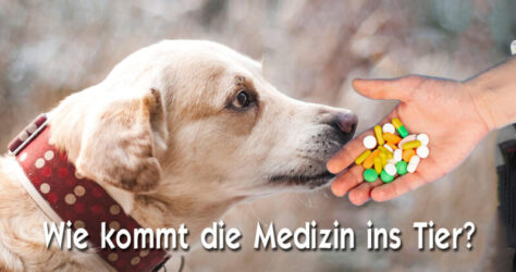 Die Frage im Bild lautet: Wie kommt die Medizin ins Tier? - Wie kann man Medikamente verabreichen? Fotomontage mit einem Hund links und einer Hand voll Pillen rechts im Bild.