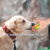 Die Frage im Bild lautet: Wie kommt die Medizin ins Tier? - Wie kann man Medikamente verabreichen? Fotomontage mit einem Hund links und einer Hand voll Pillen rechts im Bild.