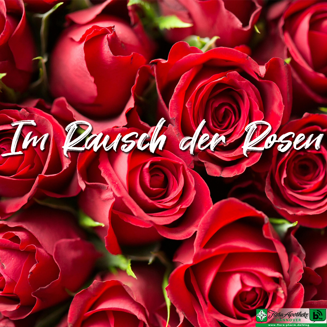Eine Aufsicht auf einen Strauß roter Rosen. Text: Im Rausch der Rosen