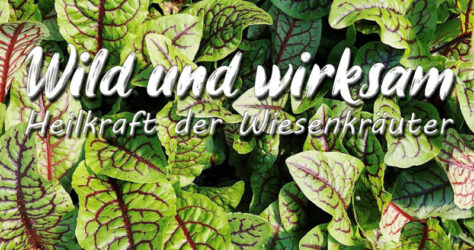 Leckere und gesunde Wiesenkräuter