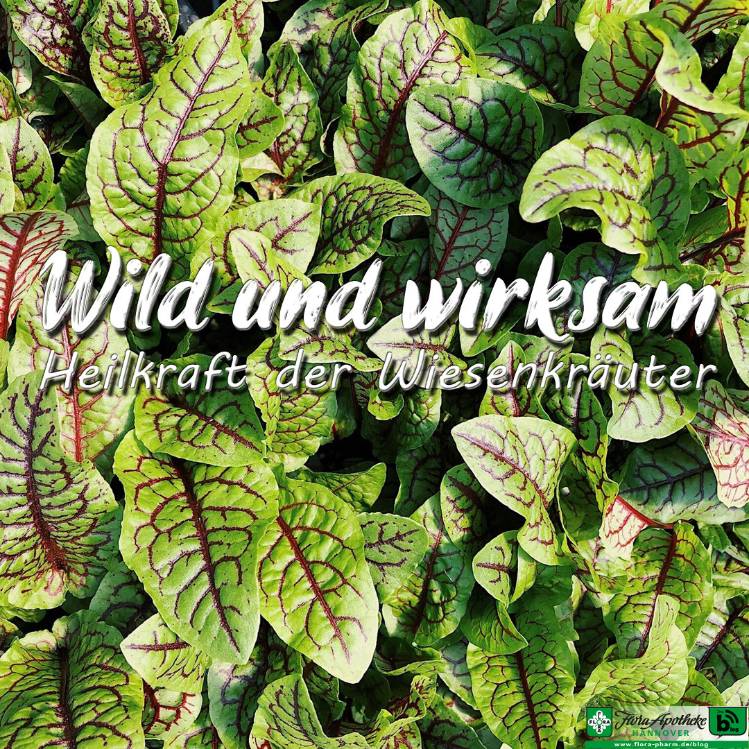 Leckere und gesunde Wiesenkräuter