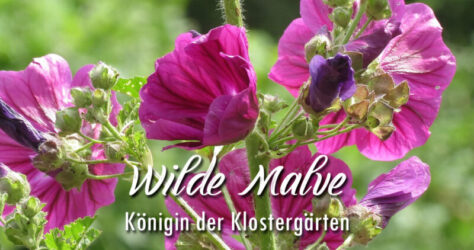 Ein Foto von der Wilden Malve. Der Schriftzug stellt sie als Königin der Klostergärten vor
