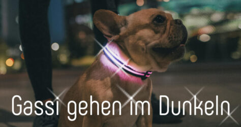 Gassigang im Dunkeln - der abgebildete Hund trägt ein beleuchtetes Halsband, wodurch er besser gesehen werden kann