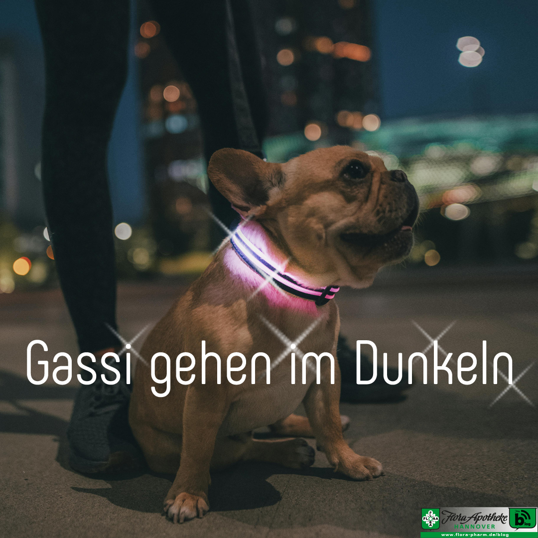 Gassigang im Dunkeln - der abgebildete Hund trägt ein beleuchtetes Halsband, wodurch er besser gesehen werden kann