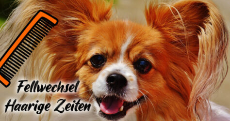 Fellwechsel bei den Haustieren bedeuten haarige Zeiteen. Im Bild zu sehen ist ein langhaariger Hund und symbolisch daneben ein Kamm.