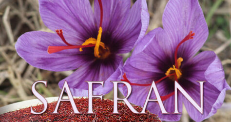 Safran, das teuerste Gewürz der Welt. Im Bild zu sehen sind zwei Safran-Blüten sowie ein Behälter voller Safranfäden