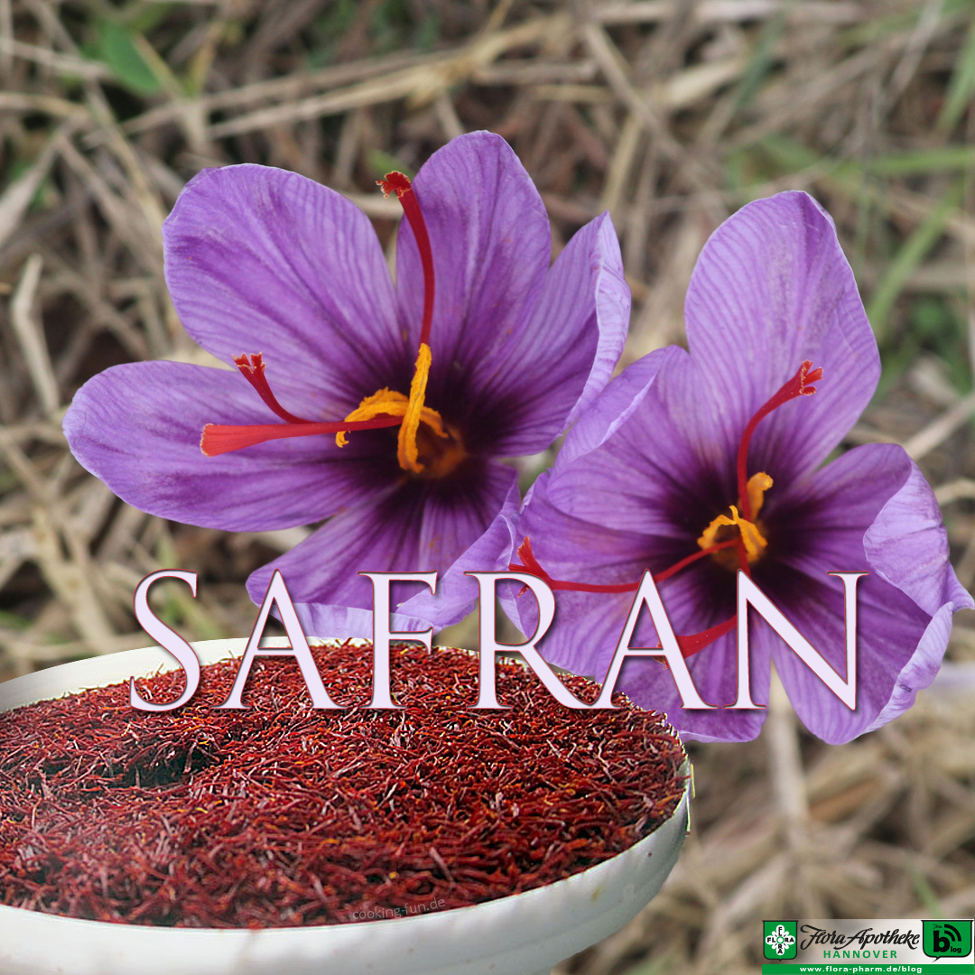 Safran, das teuerste Gewürz der Welt. Im Bild zu sehen sind zwei Safran-Blüten sowie ein Behälter voller Safranfäden