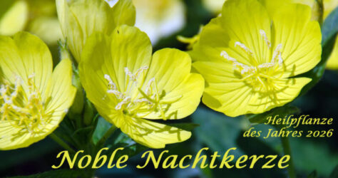 Die gemeine Nachtkerze ist Heilpflanze des Jahres 2026. Im Bild zu sehen sind mehrere der herrlich gelben Blüten