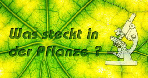 Ein durchleutetes Blatt zeigt Struktur, der Text beschreibt die Frage: Was steckt in der Pflanze. Ergänzend ist noch ein kleines Mikroskop abgebildet, es geht um Pflanzenwirkstoffe