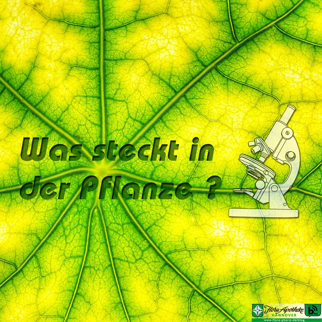 Ein durchleutetes Blatt zeigt Struktur, der Text beschreibt die Frage: Was steckt in der Pflanze. Ergänzend ist noch ein kleines Mikroskop abgebildet, es geht um Pflanzenwirkstoffe