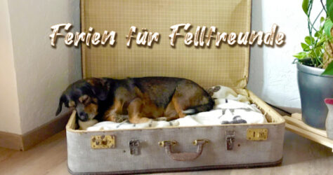 Ein Hund liegt in einem offenen Koffer. Es geht um Ferienzeit und die Frage, was mit den Fellfreunden geschieht