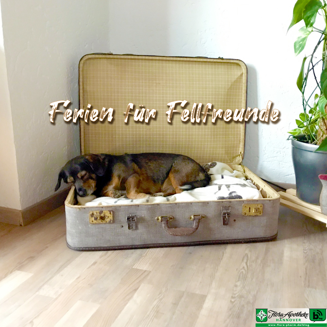 Ein Hund liegt in einem offenen Koffer. Es geht um Ferienzeit und die Frage, was mit den Fellfreunden geschieht