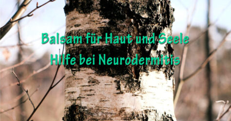 Balsam für Haut und Seele - Hilfe bei Neurodermitis kann von einem Stoff aus der Birke, dem Betulin, kommen. Daher zeigt das Bild den Stamm einer Birke.