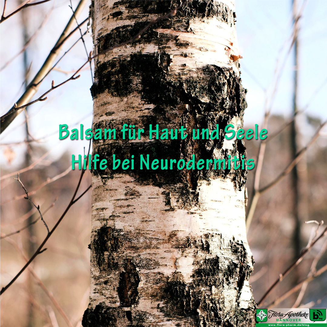 Balsam für Haut und Seele - Hilfe bei Neurodermitis kann von einem Stoff aus der Birke, dem Betulin, kommen. Daher zeigt das Bild den Stamm einer Birke.