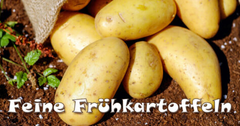 Frühkartoffeln sind feine Früchtchen. Das Bild zeigt einen Sack, aus dem Frühkartoffeln Füllhorn-gleich herausrollen auf erdigen Untergrund