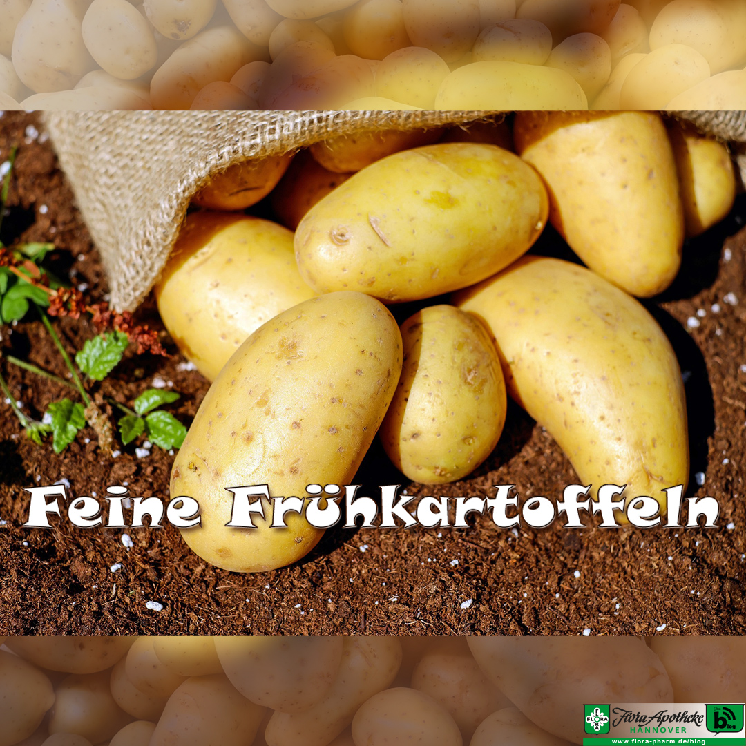 Frühkartoffeln sind feine Früchtchen. Das Bild zeigt einen Sack, aus dem Frühkartoffeln Füllhorn-gleich herausrollen auf erdigen Untergrund